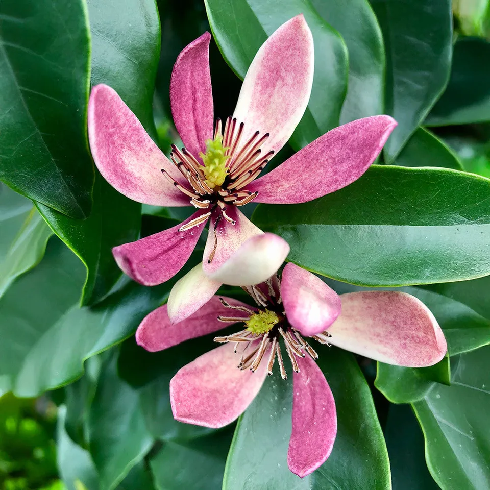 Sarah Raven Plants Magnolia Stellar Ruby Pflanze 1x2L Topf rosa