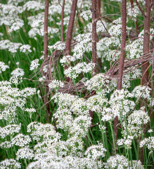 Sarah Raven Plants Knoblauch-Schnittlauch Samen 100 Samen weiß