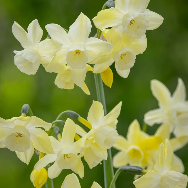 Sarah Raven Bulbs Narzisse Moonlight Sensation 10 Blumenzwiebeln duftend
