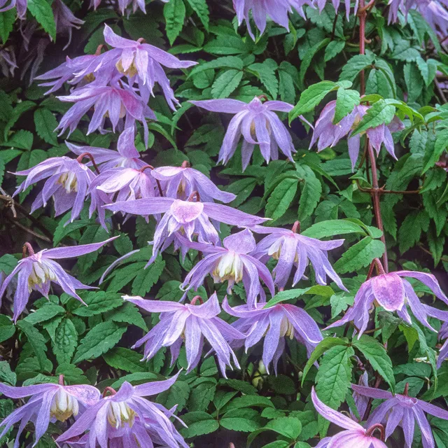 Sarah Raven Plants Clematis macropetala Pflanze 2L blau
