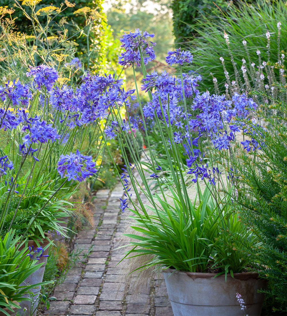 Sarah Raven Agapanthus Midnight Star Pflanze 1x 2 Liter Topf