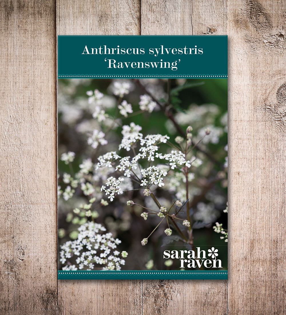 Sarah Raven Anthriscus Ravenswing Pflanze 3x 9cm-Topf schwarzlaubig