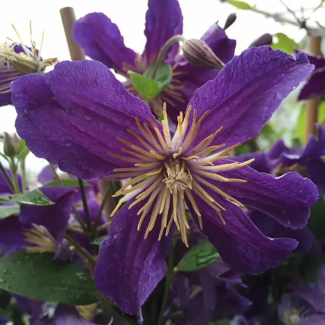 Sarah Raven Plants Clematis Hudson River Pflanze 2L Topf blau