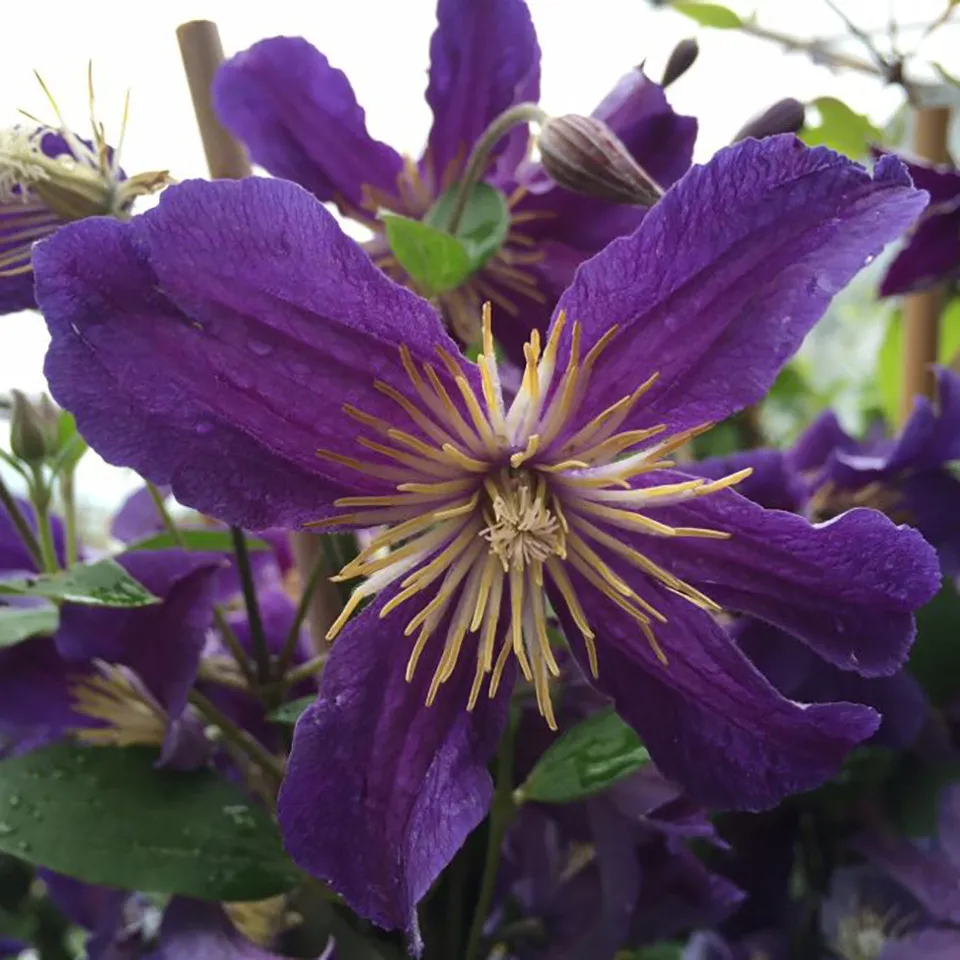 Sarah Raven Plants Clematis Hudson River Pflanze 2L Topf blau