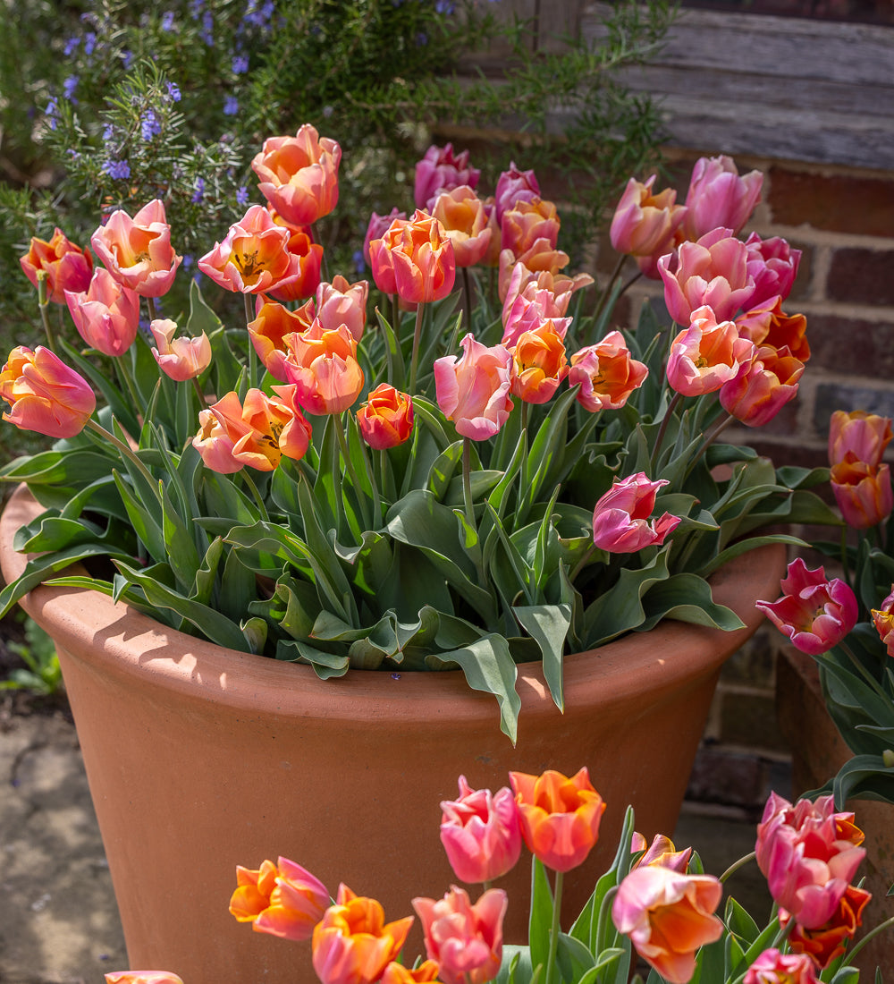 Sarah Raven Bulbs Muted Brights Tulpen Tulpenzwiebeln 30 Zwiebeln Topf