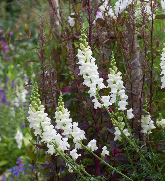 Sarah Raven Plants Antirrhinum White Giant F1 Pflanze 6x9cm weiß