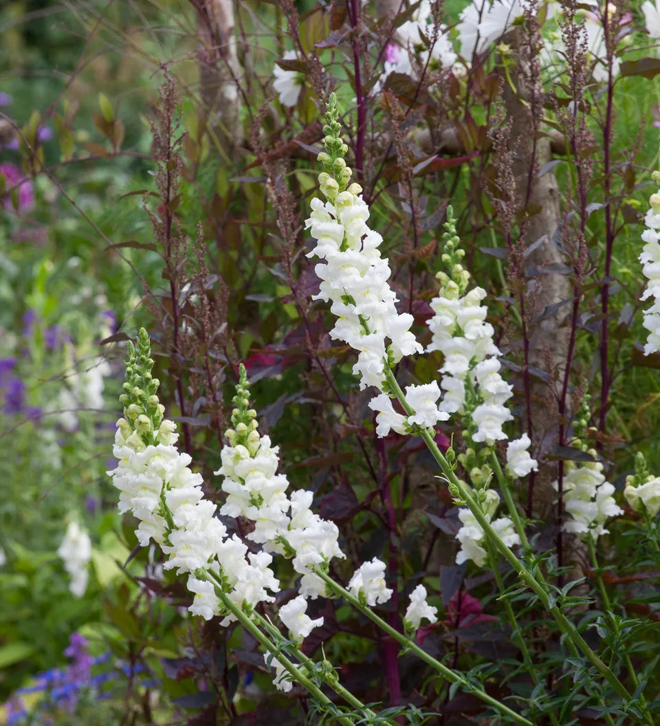 Sarah Raven Plants Antirrhinum White Giant F1 Pflanze 6x9cm weiß