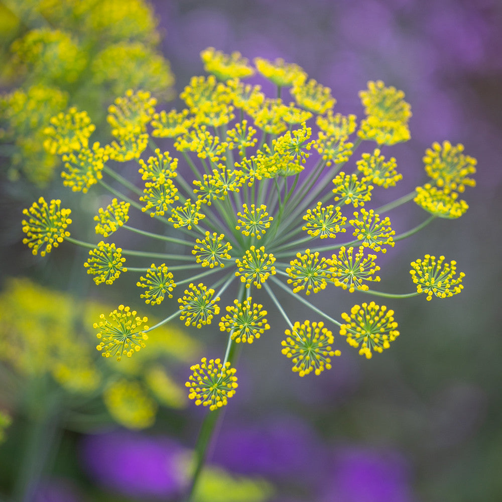 Sarah Raven Plants Dill Anethum Samen Bio 750 Stück Küche