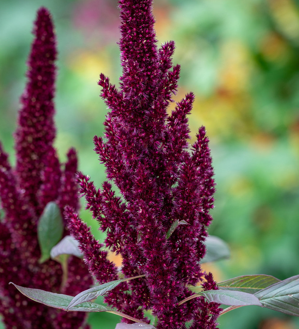 Sarah Raven Seeds Amaranthus Pygmy Torch Blumensamen 1000 Samen kompakt