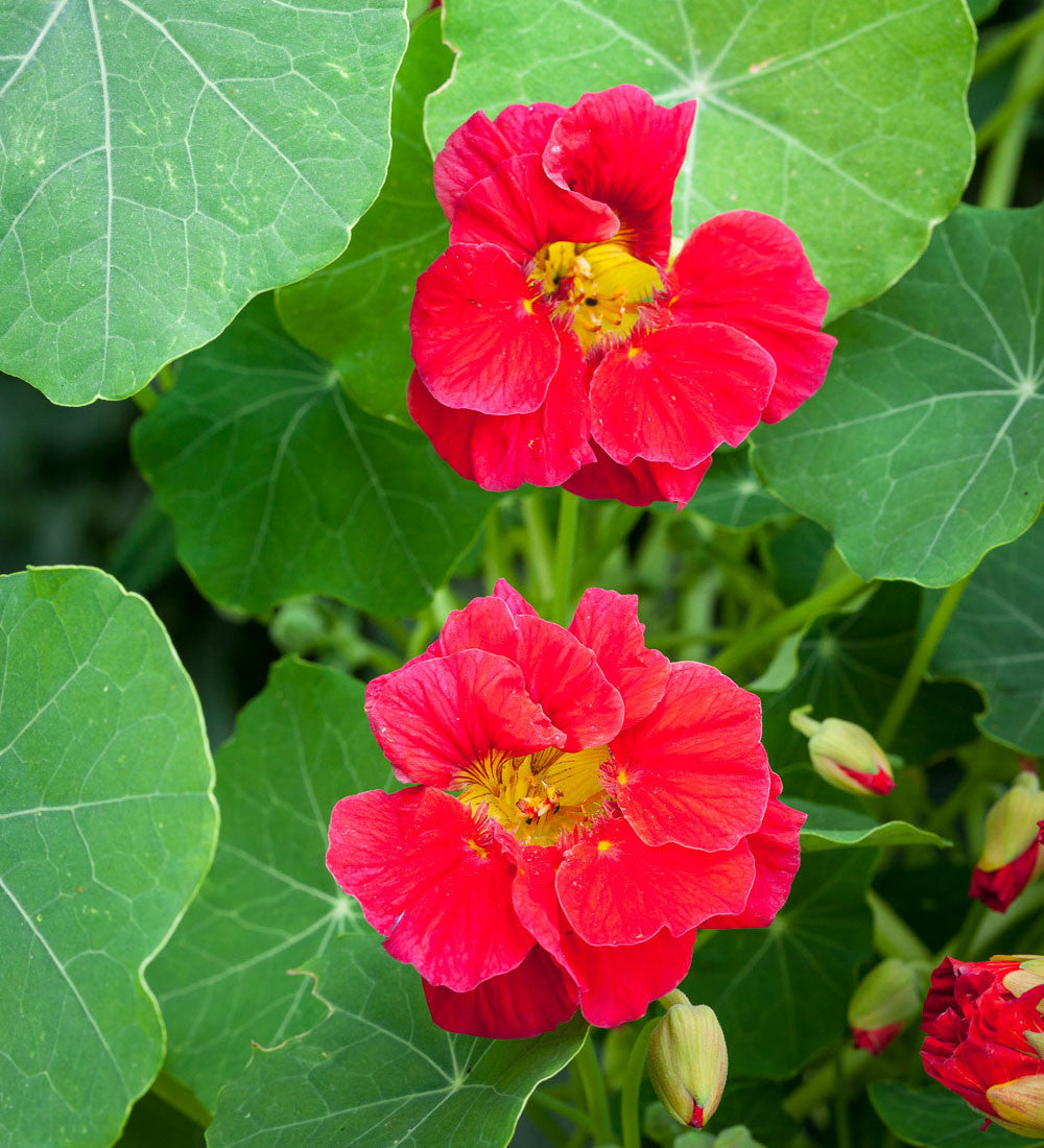 Sarah Raven Nasturtium Collection Kapuzinerkresse 30 Samen