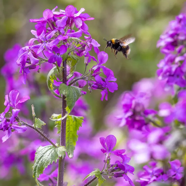 Sarah Raven Seeds Lunaria annua Silberblatt Samen 50 schatten