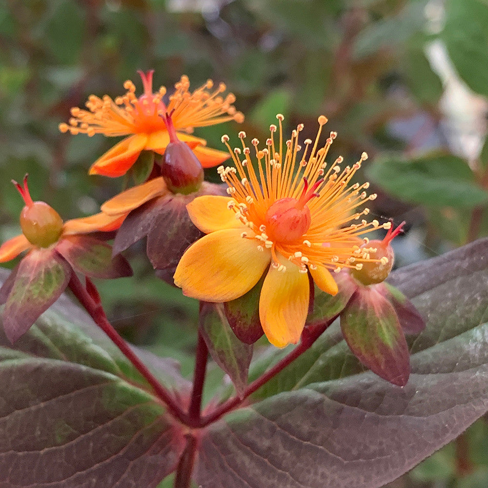 Sarah Raven Hypericum Magical Universe Pflanze 2 Liter Topf