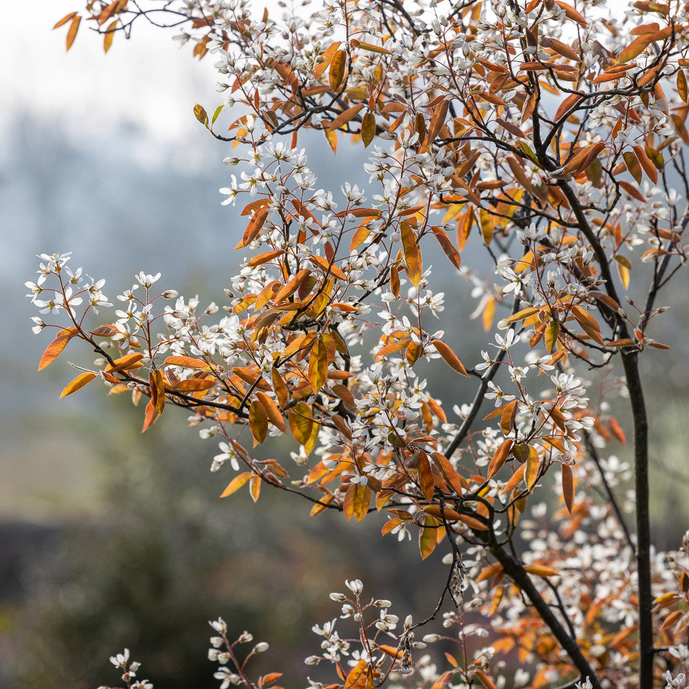 Sarah Raven Plants Amelanchier lamarckii Felsenbirne 3 Liter Baum