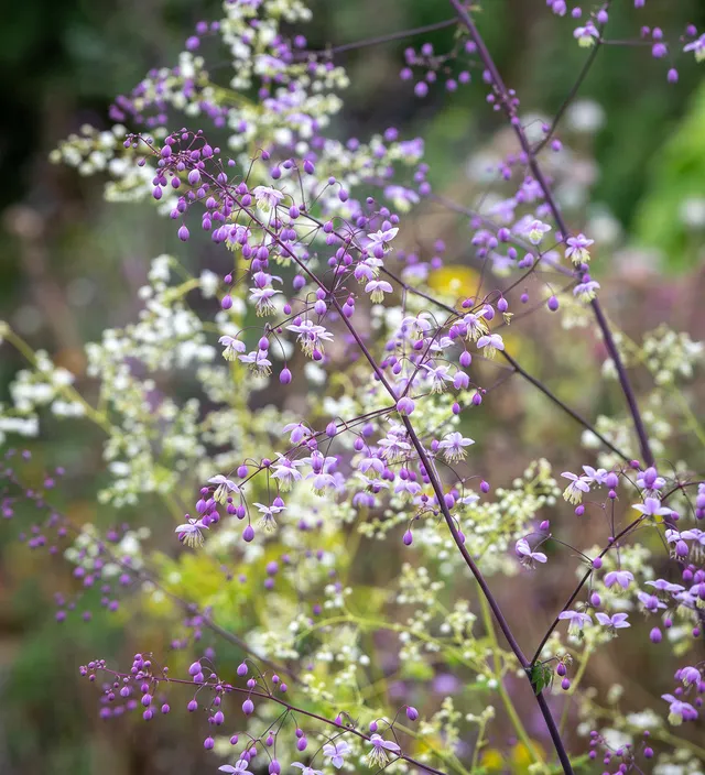 Sarah Raven Plants Thalictrum Border Collection Staude 6x9cm mix