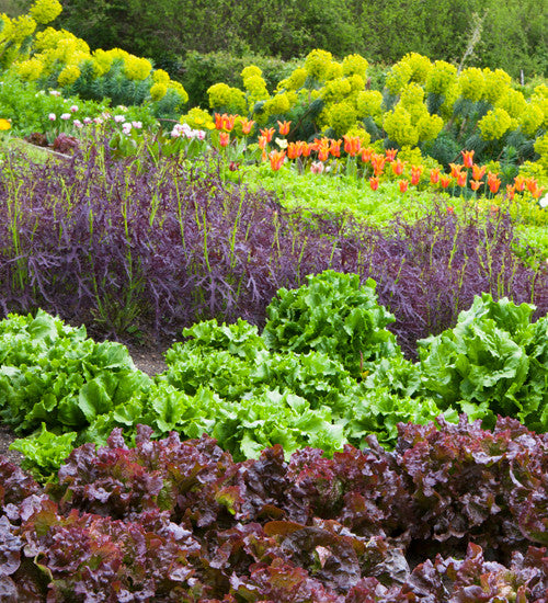 Sarah Raven Lettuce Reine de Glaces Salatsamen 250 Samen bio