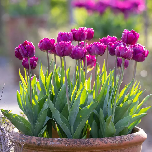 Sarah Raven Tulpe Alison Bradley Blumenzwiebeln 10 Stück lila gefüllt