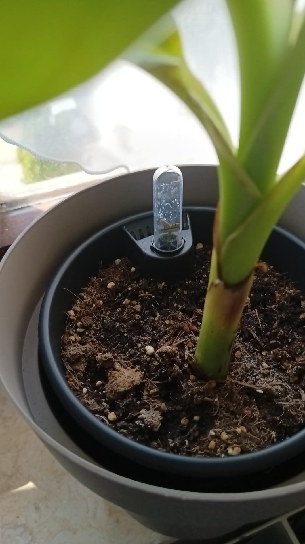 elho Bewässerungssystem 24 cm Living Schwarz Selbstbewässerung