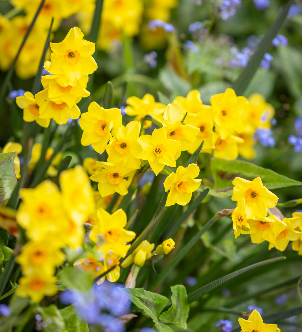 Sarah Raven Bulbs Narcissus Golden Dawn Blumenzwiebeln 15 Stück duftend
