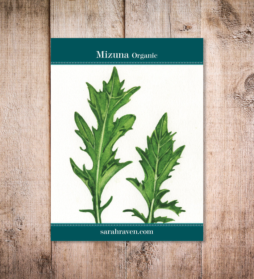 Sarah Raven Seeds Mizuna Samen 500 Stück bio Salatsamen
