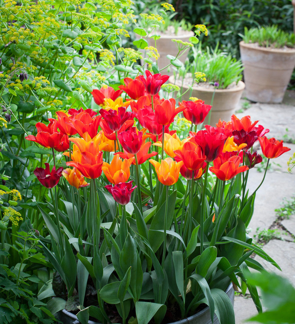 Sarah Raven Bulbs Tulip Request Tulpe 10 Zwiebeln blutorange duftend