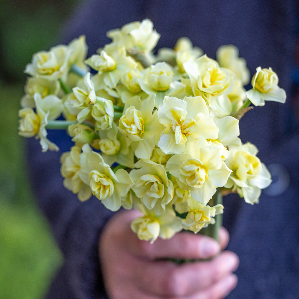 Sarah Raven Bulbs Narcissus Yellow Cheerfulness 15 Stück duftend