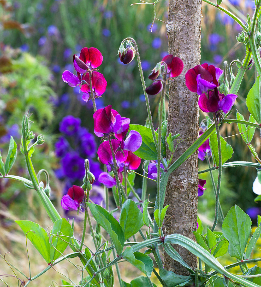 Sarah Raven Sweet Pea Collection Blumensamen 3 Packungen duftend
