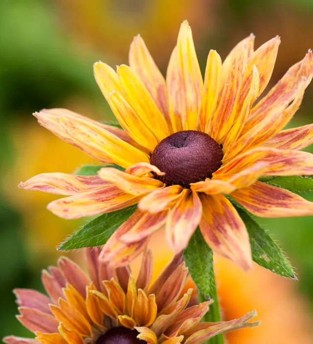Sarah Raven Seeds Rudbeckia Sahara Mix Blumensamen 50 Samen Herbst