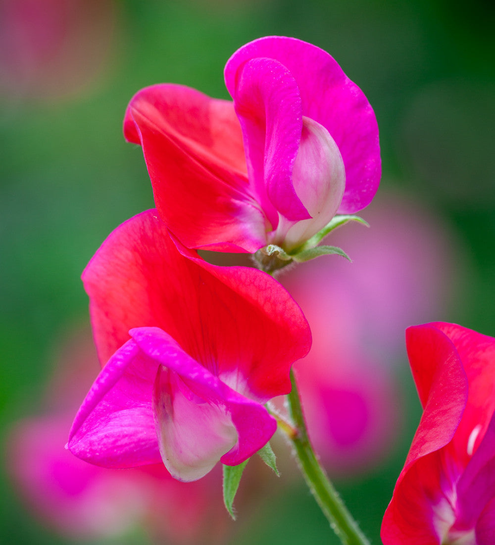 Sarah Raven Seeds Sweet Peas Blumensamen 6 Tüten Duft
