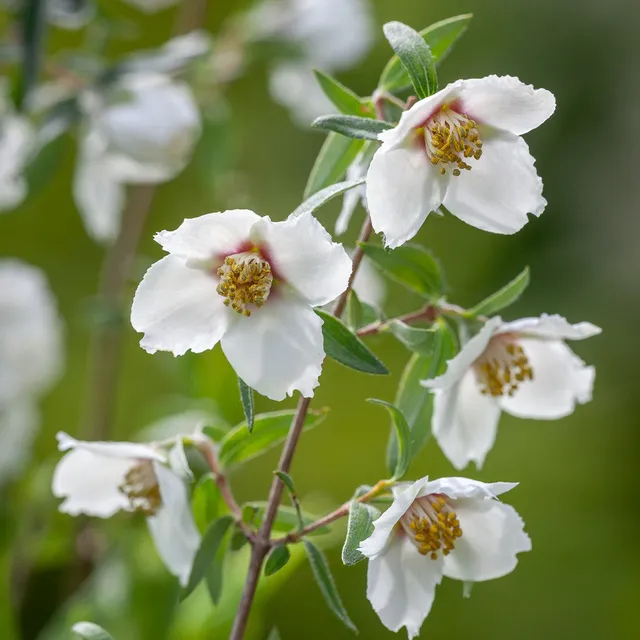 Sarah Raven Plants Philadelphus Sweet Clare Strauch 2 Liter Topf Duft
