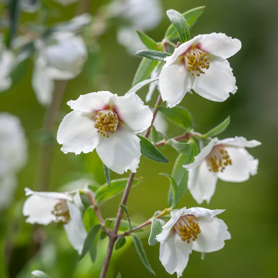 Sarah Raven Plants Philadelphus Sweet Clare Strauch 2 Liter Topf Duft