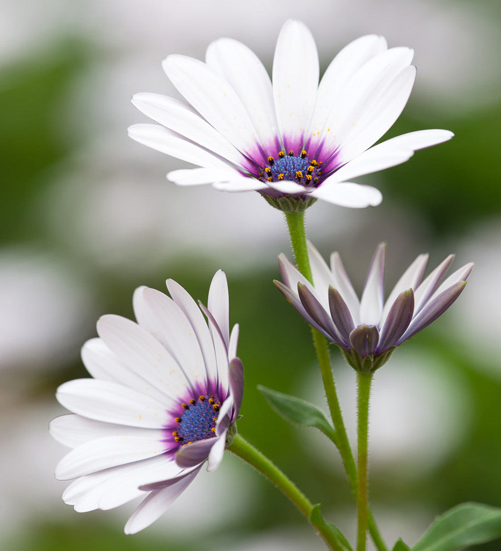 Sarah Raven Osteospermum Akila White Purple Eye Pflanze 3x9cm weiß