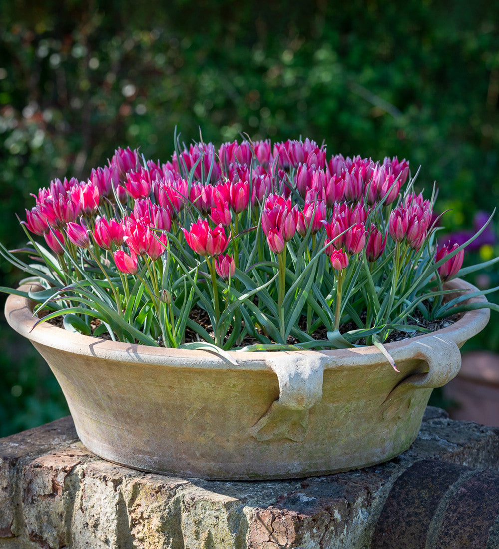 Sarah Raven Bulbs Tulip hageri Little Beauty Tulpenzwiebeln 10 Stück