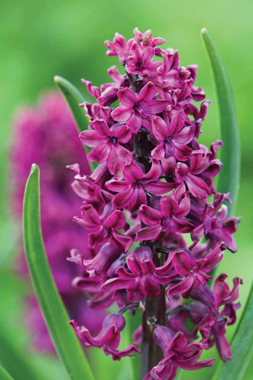 Sarah Raven Bulbs Hyacinthus Woodstock Hyazinthe 5 Blumenzwiebeln rot
