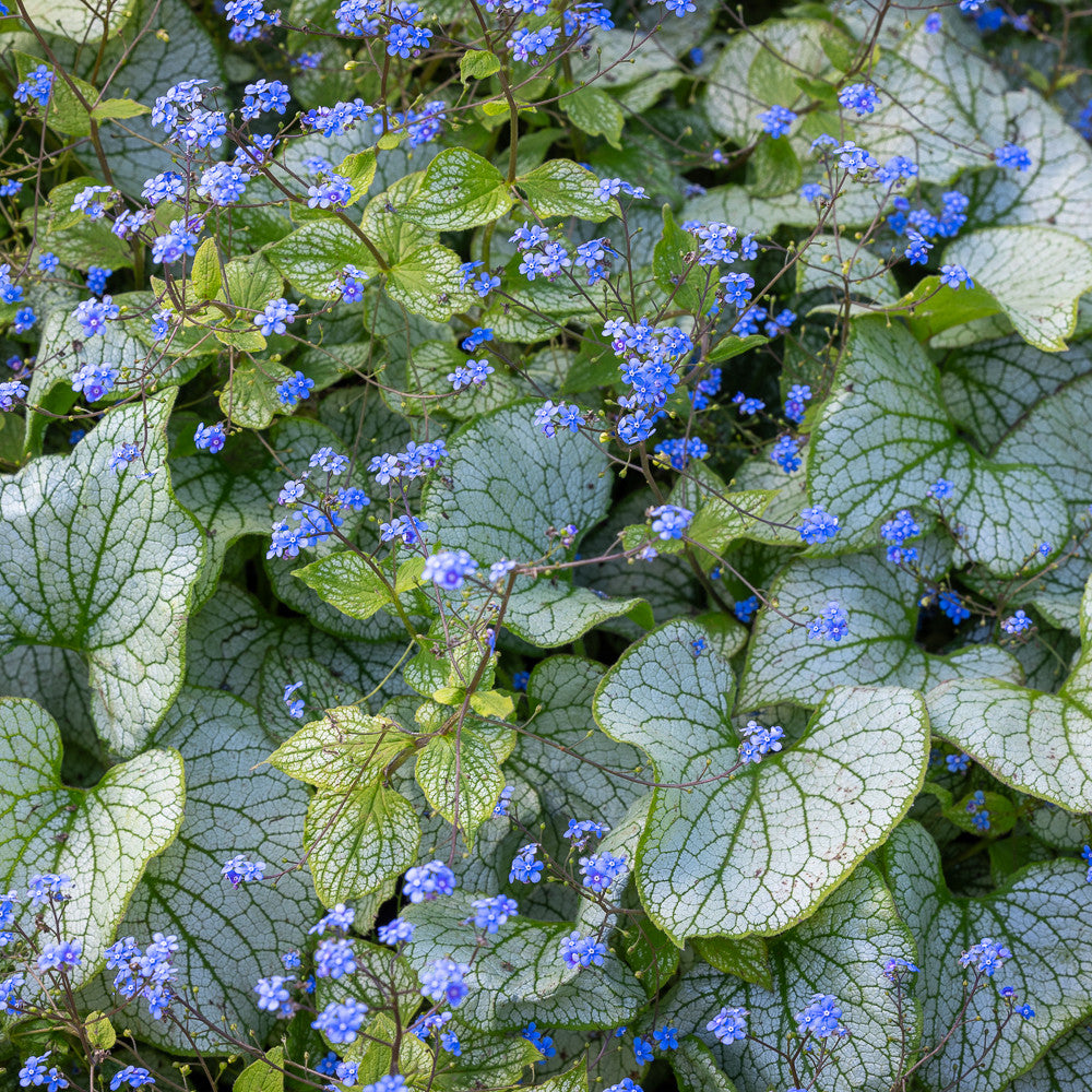 Sarah Raven Plants Brunnera Silver Spear Pflanze 3x 9cm silbern