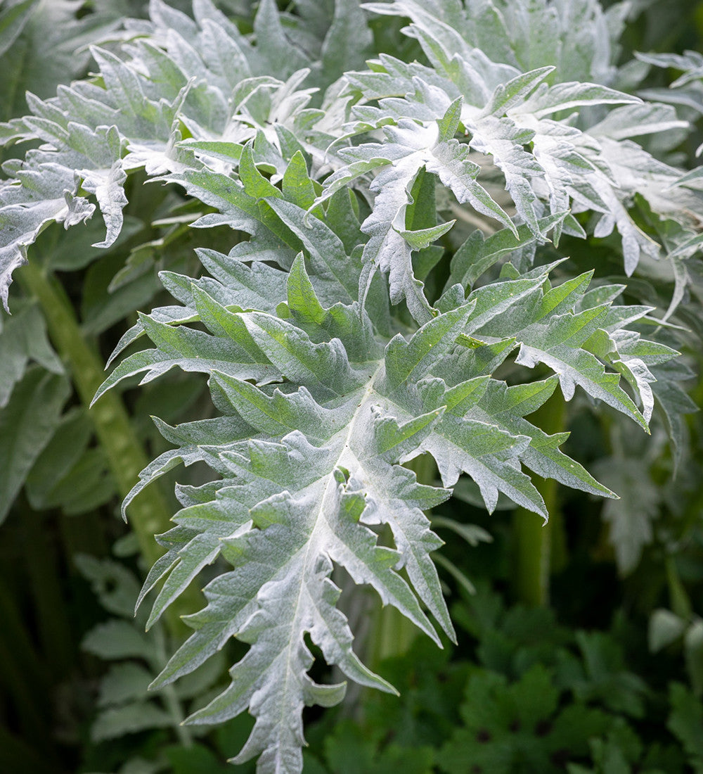 Sarah Raven Kardone Cynara Cardunculus 3x9cm Töpfe
