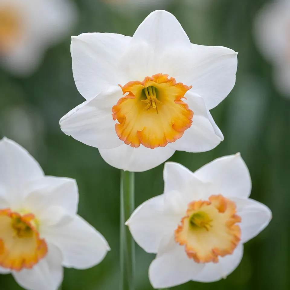 Sarah Raven Bulbs Narzissen Precedent Blumenzwiebeln 15 Zwiebeln rosa