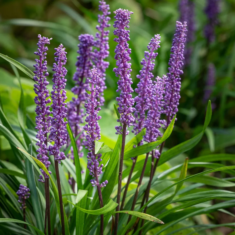 Sarah Raven Liriope muscari Schattenstaude 3 x 9cm Töpfe