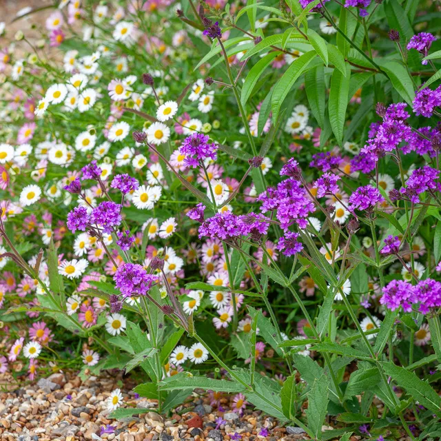 Sarah Raven Plants Floral Carpet Collection Pflanzen 6 x 9cm