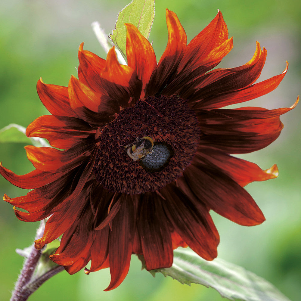 Sarah Raven Seeds Helianthus Claret Sonnenblumen 20 Samen Rot