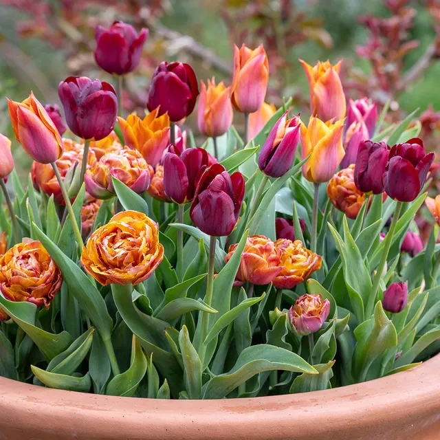 Sarah Raven Match Roses Tulpen Blumenzwiebeln 40 Stück rot