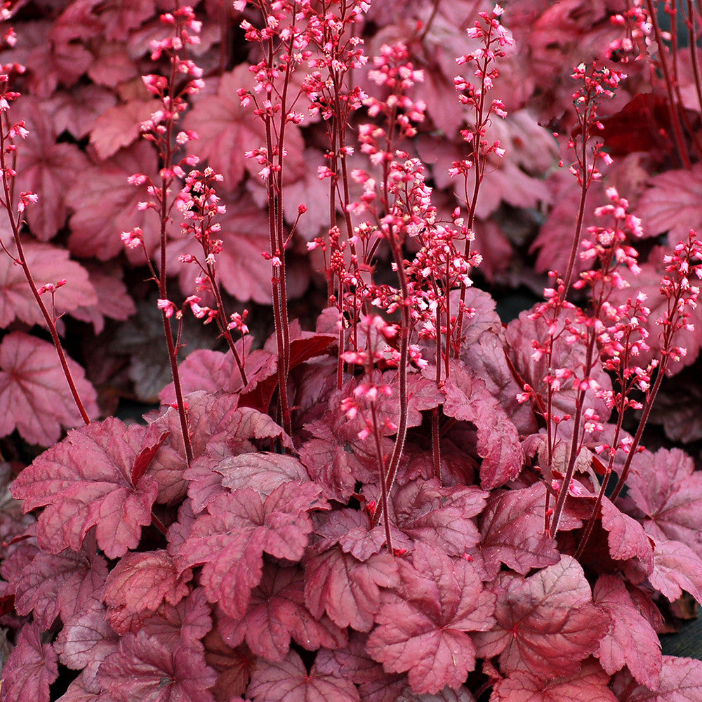 Sarah Raven Heuchera Grape Soda Purpurglöckchen 3x9 cm violett