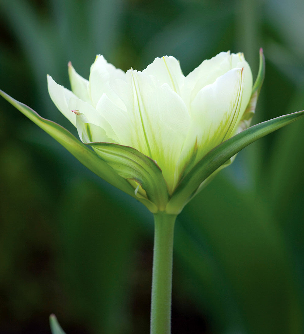 Sarah Raven Bulbs Soft and Graceful Drift Mix Blumenzwiebeln 80 Stück weiß