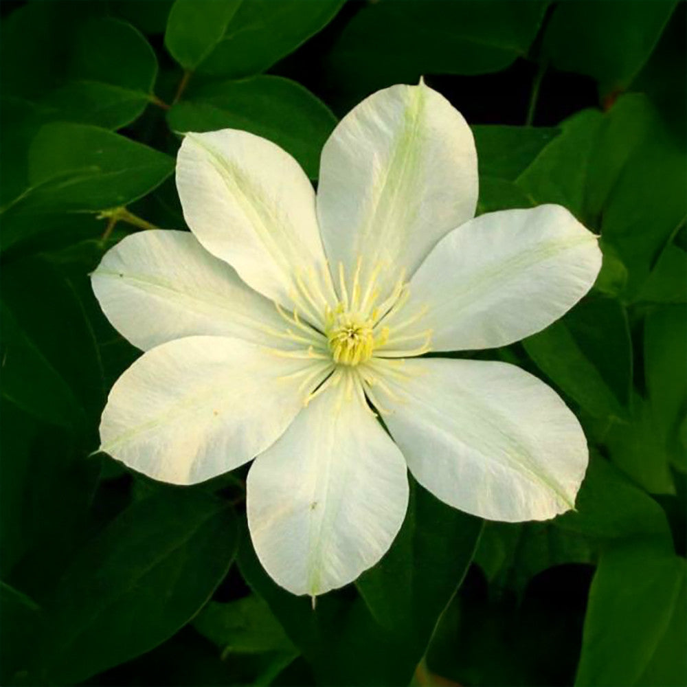 Sarah Raven Plants Clematis Guernsey Cream Pflanze 2L weiß