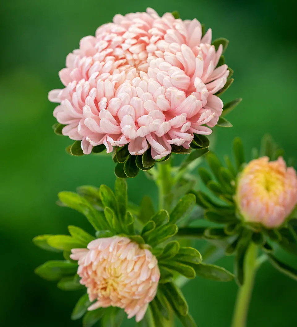 Sarah Raven Seeds Tower Chamois Aster Samen 150 Samen Herbst