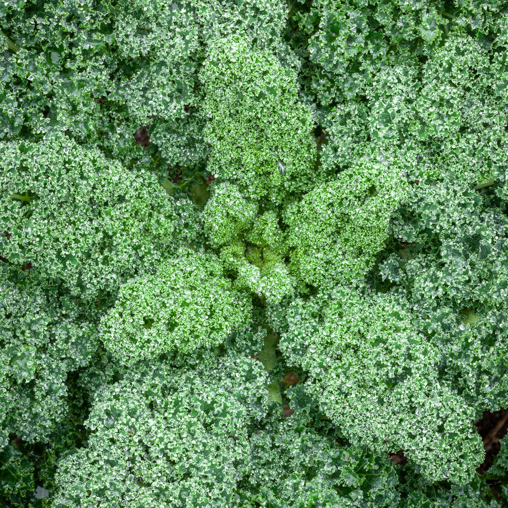 Sarah Raven Seeds Kale Dwarf Green Curled Samen 400 Samen Zwerg