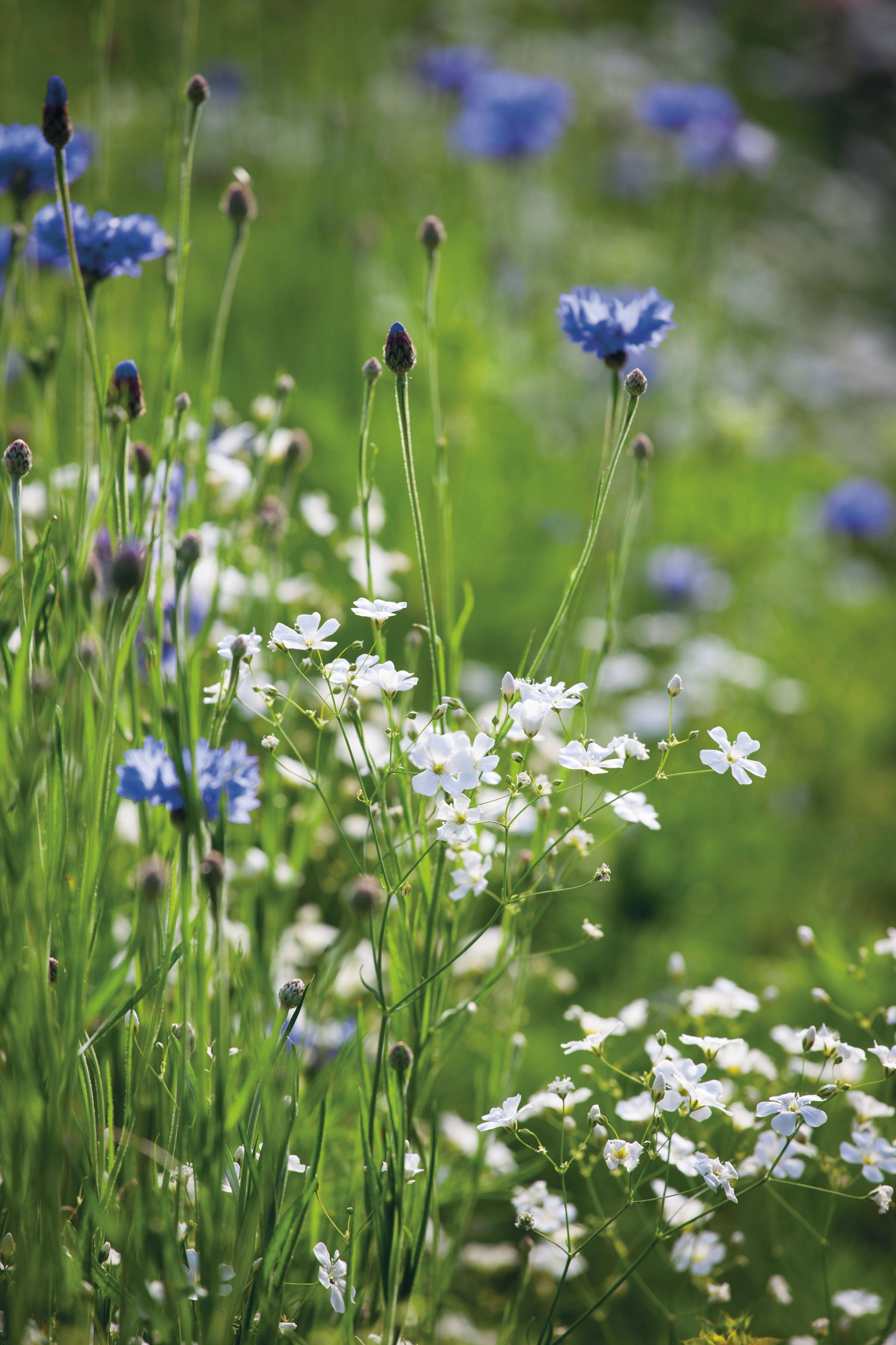 Sarah Raven Gypsophila Covent Garden Samen 1000 Stück weiß