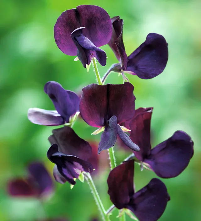 Sarah Raven Plants Sweet Pea Almost Black Samen 20 Stück duftend