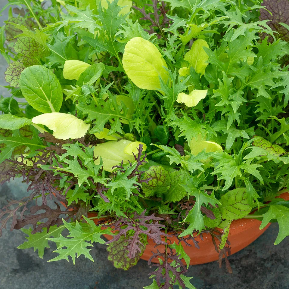 Sarah Raven Seeds Autumn Winter Pot Mix Samen 500 Stück