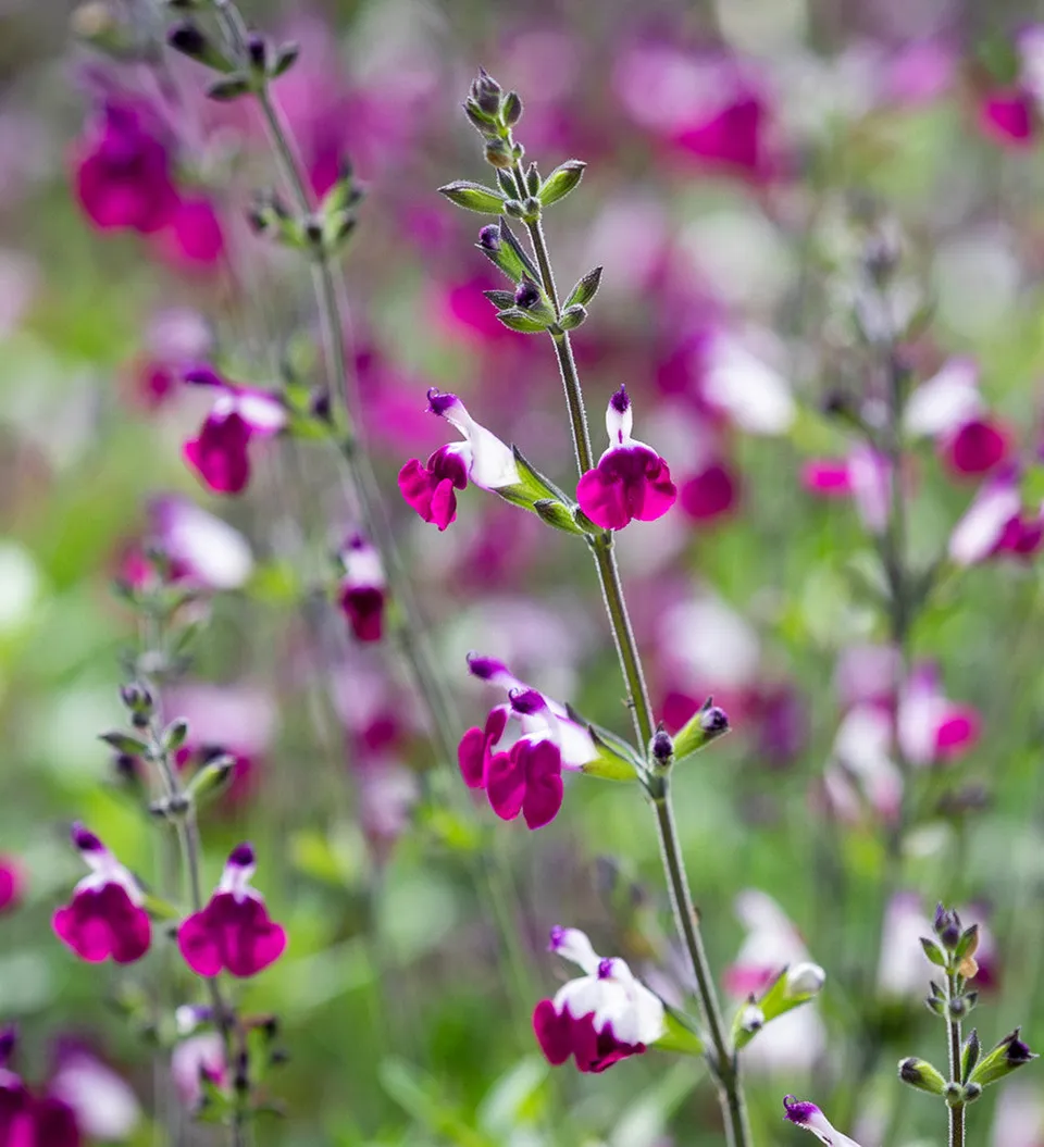 Sarah Raven Salvia greggii Amethyst Lips Pflanze 3x 9 cm Beet