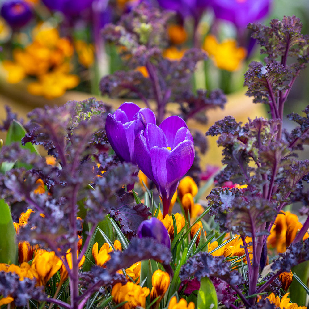 Sarah Raven Bulbs Jaffa Cake Krokus 50 Knollen Orange Monarch Mix